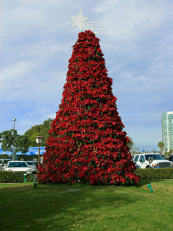 A tree of pointsettias in San Diego